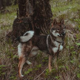 Shikoku All Grown Up from Waypost Shikoku
