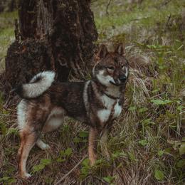 Shikoku All Grown Up from Waypost Shikoku