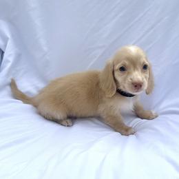 Black - Cream male Dachshund puppy in Silver Springs, Florida from DeMarsh's Dachshunds