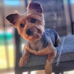 Ruby - Yorkshire Terrier