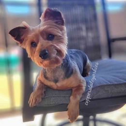 Ruby - Yorkshire Terrier