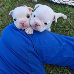 Bulldog Puppies from Chief Bulldogs