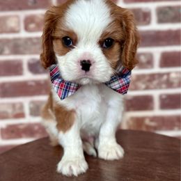 Hamilton - Blenheim female Cavalier King Charles Spaniel puppy in Ammon, Idaho from Ammon Acres Cavaliers