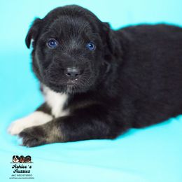 Australian Shepherd Puppies from Ashlee's Aussies