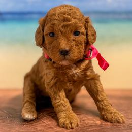 Pearl (Pink Collar Female) - Red  female Goldendoodle puppy in Santa Clara, Utah from Desert Dawn Doodles
