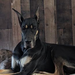Dirtie Gertie - Great Dane