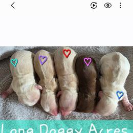 Baby girl purple heart 4500 - Cream female Dachshund puppy in Lexington, Oklahoma from Long Doggy Acres Miniature Dachshunds