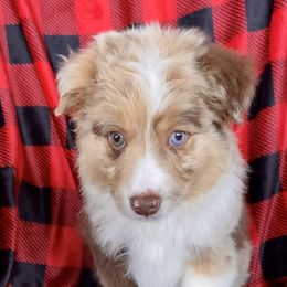 Cypress - Red merle Miniature Australian Shepherd puppy in Bethel Springs, Tennessee from GoodnYoung Farms