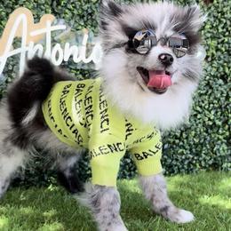 Bandit - Blue merle male Pomeranian puppy in San Antonio, Texas from San Antonio Pomeranian