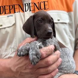 Independence - female German Shorthaired Pointer puppy in Six Mile, South Carolina from The Proper Pointer Co.