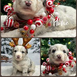 (4) Plume - Blue merle female Miniature Australian Shepherd puppy in Huntington, Texas from JKKJ Farms