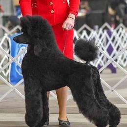 Izzy - Poodle