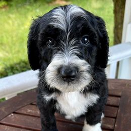 Genie - Parti male Goldendoodle puppy in Caledonia, Michigan from Daisys Doods