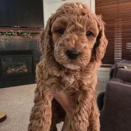 Guinness - Apricot male Goldendoodle puppy in Red Oak, Iowa from Fisher Pups-Stay Golden with a Doodle
