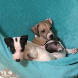 Italian Greyhound Puppies from Candace Morris