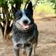 Dipper (AKC)