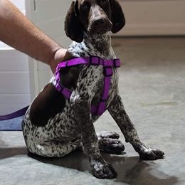 German Shorthaired Pointer Puppies from Dem Feuerhaus Gun Dogs