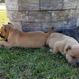 American Bully Puppies from LA Bully Cartel