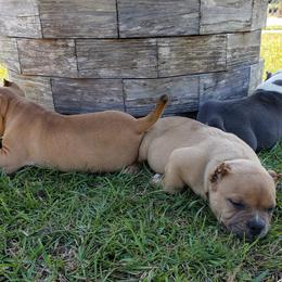 American Bully Puppies from LA Bully Cartel