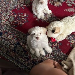 Miniature Schnauzer Puppies from Bella's Mini Schnauzers