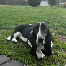 Elvira - Basset Hound
