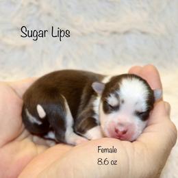 Sugar Lips - Chocolate female Pomsky puppy in Denham Springs, Louisiana from Bayouland Pomskies