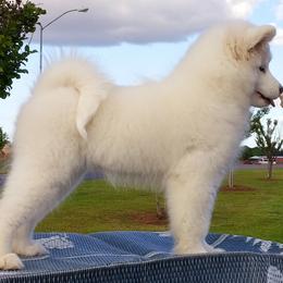 Samoyed Puppies from ArticCross Samoyeds