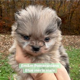 Tiny Blue merle - Blue merle male Pomeranian puppy in Kentucky from Em&M Pomeranians