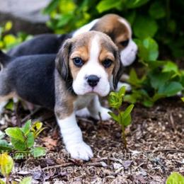Beagle and Cavalier King Charles Spaniel Puppies from Kazuri Beagles and Cavaliers