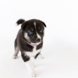 Siberian Husky Puppies from Hargaden Huskies