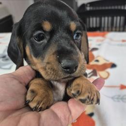 Mork - Black and tan male Dachshund puppy in Randolph, Texas from Spindle's Little Treasures