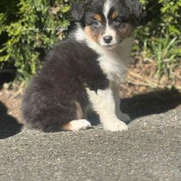 Licorice- btm5 - Black tri-color male Australian Shepherd puppy in Chehalis, Washington from Wandering Acres Ranch