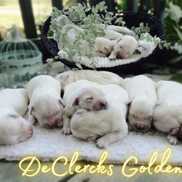 Golden Retriever Puppies from DeClercks Goldens