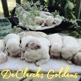 Golden Retriever Puppies from DeClercks Goldens