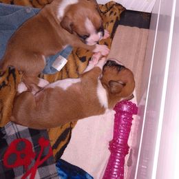Boxer Puppies from Classic Boxers