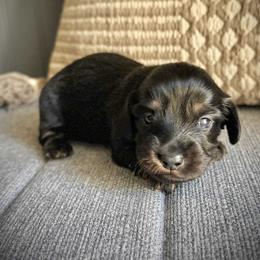 Dachshund Puppies from Deep Space Dachs