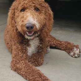 Goldendoodles from Hannah Mae Doodles