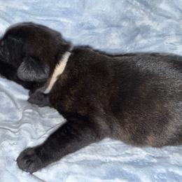 Lassie (Bons Tons Rouler) - Black brindle female Dutch Shepherd puppy in Saint Amant, Louisiana from Mercy Kennels