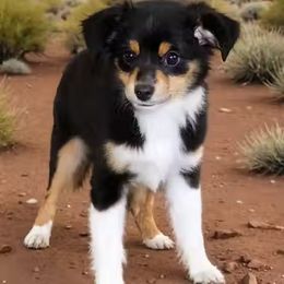 Faith ASDR - Toy Australian Shepherd