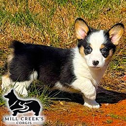 Harlow- BHT AKC Pembroke Girl with stunning blue eyes - Black and tan female Pembroke Welsh Corgi puppy in Taylorsville, North Carolina from Mill Creek’s Pembroke Welsh Corgis and French Bulldogs