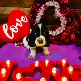 BB1 - Black and white male Basset Hound puppy in Britton, South Dakota from K&S Canines
