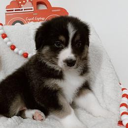Aurora - Dilute blue Australian Shepherd puppy in Ashland, Wisconsin from Ahava's Australian Shepherds
