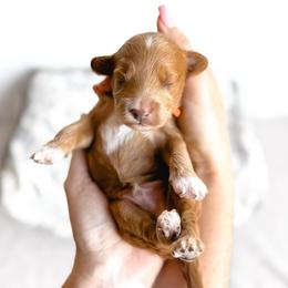 Hopper - orange collar boy - Red male Cavapoo puppy in Melbourne, Florida from Space Coast Doodle Co.