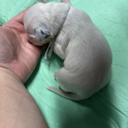 Gray collar boy - White and black male Dalmatian puppy in Wilson, North Carolina from New Horizonz Dalmatians
