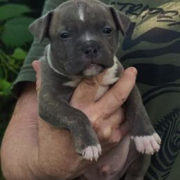 Boy 2 - Blue brindle male American Staffordshire Terrier puppy in Kankakee, Illinois from GrinNation Noble Am Staffs