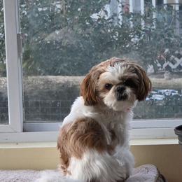 Shih Tzu All Grown Up from Charming Southern Shih Tzu