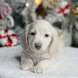 Dachshund Puppies from RRD