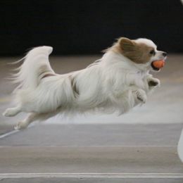 Papillons from InTune Sportdogs