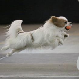 Papillons from InTune Sportdogs