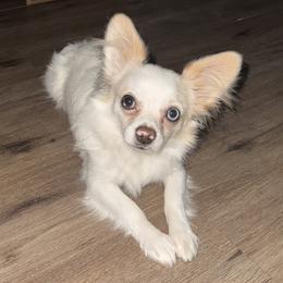 Trippy - Chihuahua